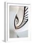 Looking Up at Architectural Details of an Ornate Spiral Staircase-James White-Framed Photographic Print