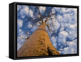 Looking Up at Baobab on Baobabs Avenue, Morondava, West Madagascar-Inaki Relanzon-Framed Stretched Canvas