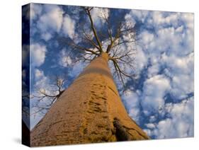 Looking Up at Baobab on Baobabs Avenue, Morondava, West Madagascar-Inaki Relanzon-Stretched Canvas