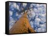 Looking Up at Baobab on Baobabs Avenue, Morondava, West Madagascar-Inaki Relanzon-Framed Stretched Canvas