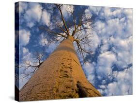 Looking Up at Baobab on Baobabs Avenue, Morondava, West Madagascar-Inaki Relanzon-Stretched Canvas