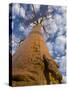 Looking Up at Baobab on Baobabs Avenue, Morondava, West Madagascar-Inaki Relanzon-Stretched Canvas