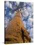 Looking Up at Baobab on Baobabs Avenue, Morondava, West Madagascar-Inaki Relanzon-Stretched Canvas