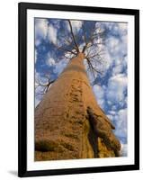 Looking Up at Baobab on Baobabs Avenue, Morondava, West Madagascar-Inaki Relanzon-Framed Premium Photographic Print