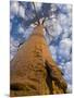 Looking Up at Baobab on Baobabs Avenue, Morondava, West Madagascar-Inaki Relanzon-Mounted Premium Photographic Print