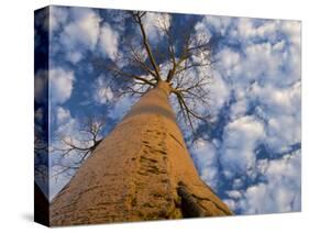 Looking Up at Baobab on Baobabs Avenue, Morondava, West Madagascar-Inaki Relanzon-Stretched Canvas