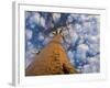 Looking Up at Baobab on Baobabs Avenue, Morondava, West Madagascar-Inaki Relanzon-Framed Photographic Print