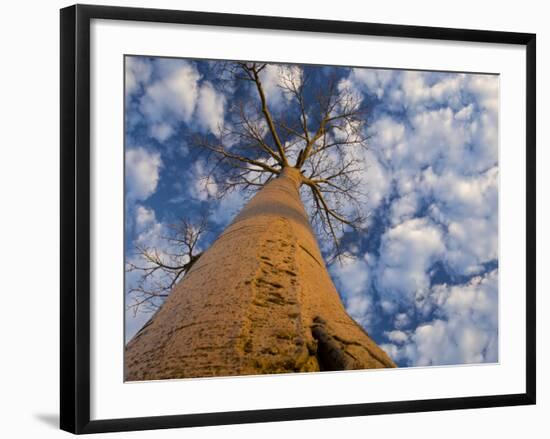 Looking Up at Baobab on Baobabs Avenue, Morondava, West Madagascar-Inaki Relanzon-Framed Photographic Print