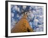 Looking Up at Baobab on Baobabs Avenue, Morondava, West Madagascar-Inaki Relanzon-Framed Photographic Print