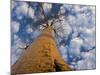 Looking Up at Baobab on Baobabs Avenue, Morondava, West Madagascar-Inaki Relanzon-Mounted Photographic Print