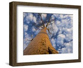 Looking Up at Baobab on Baobabs Avenue, Morondava, West Madagascar-Inaki Relanzon-Framed Photographic Print