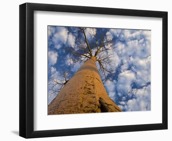 Looking Up at Baobab on Baobabs Avenue, Morondava, West Madagascar-Inaki Relanzon-Framed Photographic Print