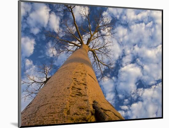 Looking Up at Baobab on Baobabs Avenue, Morondava, West Madagascar-Inaki Relanzon-Mounted Photographic Print