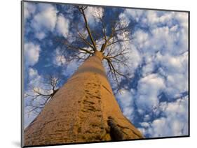 Looking Up at Baobab on Baobabs Avenue, Morondava, West Madagascar-Inaki Relanzon-Mounted Photographic Print