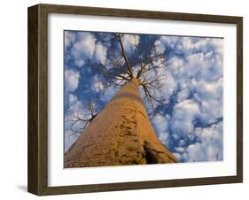 Looking Up at Baobab on Baobabs Avenue, Morondava, West Madagascar-Inaki Relanzon-Framed Photographic Print