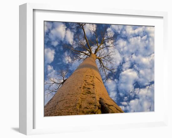 Looking Up at Baobab on Baobabs Avenue, Morondava, West Madagascar-Inaki Relanzon-Framed Photographic Print