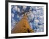 Looking Up at Baobab on Baobabs Avenue, Morondava, West Madagascar-Inaki Relanzon-Framed Photographic Print