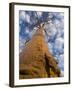 Looking Up at Baobab on Baobabs Avenue, Morondava, West Madagascar-Inaki Relanzon-Framed Photographic Print