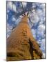 Looking Up at Baobab on Baobabs Avenue, Morondava, West Madagascar-Inaki Relanzon-Mounted Photographic Print