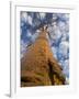 Looking Up at Baobab on Baobabs Avenue, Morondava, West Madagascar-Inaki Relanzon-Framed Photographic Print