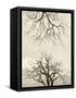 Looking Up at Branches of Dead Wych Elm Trees Killed by Dutch Elm Disease, Scotland, UK-Niall Benvie-Framed Stretched Canvas