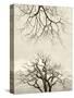 Looking Up at Branches of Dead Wych Elm Trees Killed by Dutch Elm Disease, Scotland, UK-Niall Benvie-Stretched Canvas