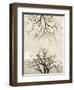 Looking Up at Branches of Dead Wych Elm Trees Killed by Dutch Elm Disease, Scotland, UK-Niall Benvie-Framed Photographic Print