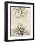 Looking Up at Branches of Dead Wych Elm Trees Killed by Dutch Elm Disease, Scotland, UK-Niall Benvie-Framed Photographic Print