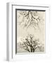 Looking Up at Branches of Dead Wych Elm Trees Killed by Dutch Elm Disease, Scotland, UK-Niall Benvie-Framed Photographic Print