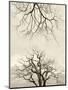 Looking Up at Branches of Dead Wych Elm Trees Killed by Dutch Elm Disease, Scotland, UK-Niall Benvie-Mounted Photographic Print