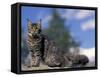 Looking Up at Maine Coon Cat-Adriano Bacchella-Framed Stretched Canvas