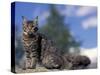 Looking Up at Maine Coon Cat-Adriano Bacchella-Stretched Canvas