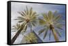 Looking Up at Palm Trees, Las Vegas Strip, Nevada, United States-Susan Pease-Framed Stretched Canvas