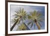 Looking Up at Palm Trees, Las Vegas Strip, Nevada, United States-Susan Pease-Framed Photographic Print