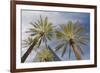 Looking Up at Palm Trees, Las Vegas Strip, Nevada, United States-Susan Pease-Framed Photographic Print