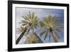 Looking Up at Palm Trees, Las Vegas Strip, Nevada, United States-Susan Pease-Framed Photographic Print