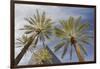 Looking Up at Palm Trees, Las Vegas Strip, Nevada, United States-Susan Pease-Framed Photographic Print