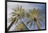 Looking Up at Palm Trees, Las Vegas Strip, Nevada, United States-Susan Pease-Framed Photographic Print