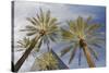 Looking Up at Palm Trees, Las Vegas Strip, Nevada, United States-Susan Pease-Stretched Canvas