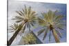 Looking Up at Palm Trees, Las Vegas Strip, Nevada, United States-Susan Pease-Stretched Canvas