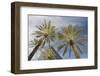 Looking Up at Palm Trees, Las Vegas Strip, Nevada, United States-Susan Pease-Framed Photographic Print