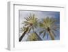 Looking Up at Palm Trees, Las Vegas Strip, Nevada, United States-Susan Pease-Framed Photographic Print