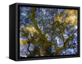 Looking up at the sky through a Japanese maple.-Julie Eggers-Framed Stretched Canvas