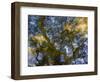 Looking up at the sky through a Japanese maple.-Julie Eggers-Framed Photographic Print