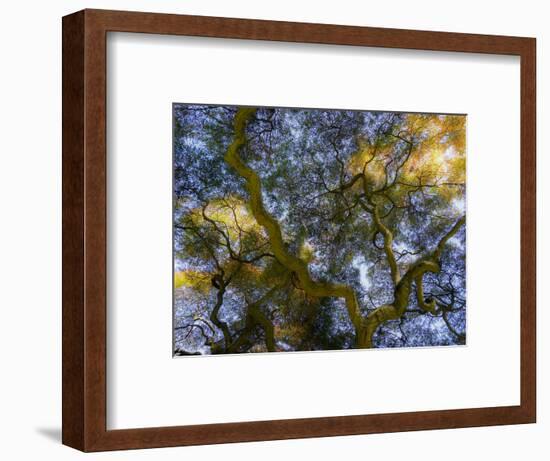 Looking up at the sky through a Japanese maple.-Julie Eggers-Framed Photographic Print