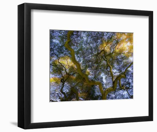 Looking up at the sky through a Japanese maple.-Julie Eggers-Framed Photographic Print
