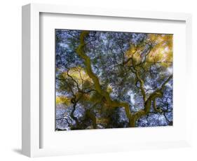 Looking up at the sky through a Japanese maple.-Julie Eggers-Framed Photographic Print