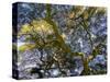 Looking up at the sky through a Japanese maple.-Julie Eggers-Stretched Canvas