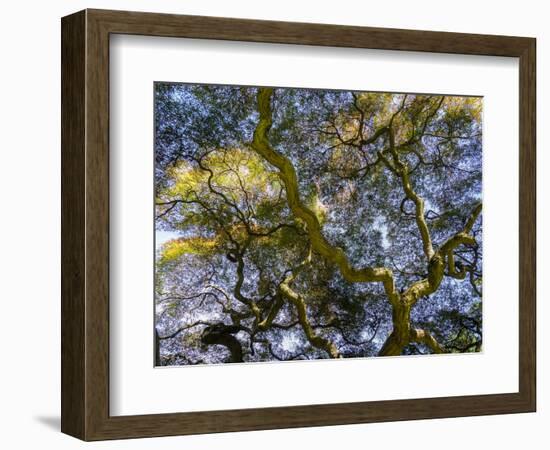 Looking up at the sky through a Japanese maple.-Julie Eggers-Framed Photographic Print