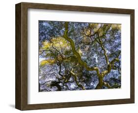 Looking up at the sky through a Japanese maple.-Julie Eggers-Framed Photographic Print